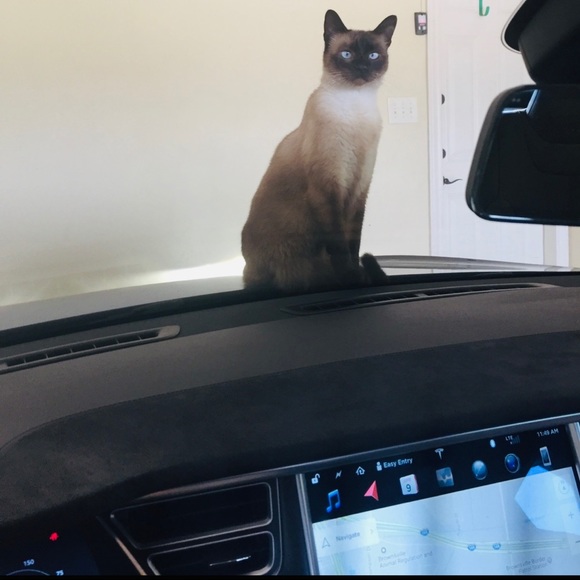 Meet your Posher, Elisa - Picture 2 of 8